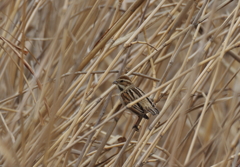 河川敷散歩　３