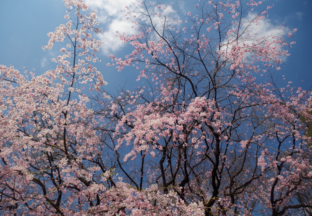 老桜　晴れ姿 