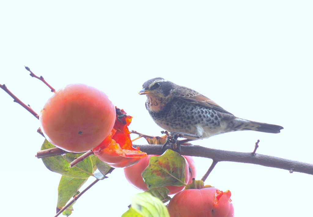 “柿喰えば・・・