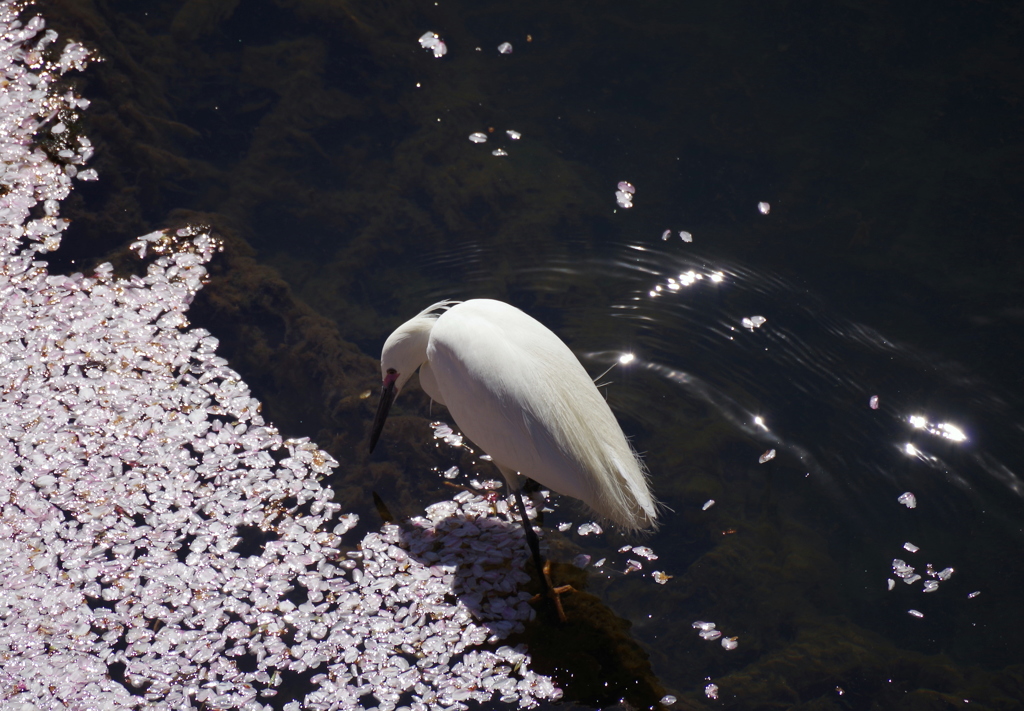 サギ桜　