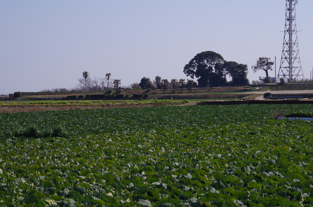 そ～だ　三浦半島に行こう！③