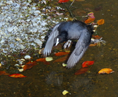 良～飛バン　！