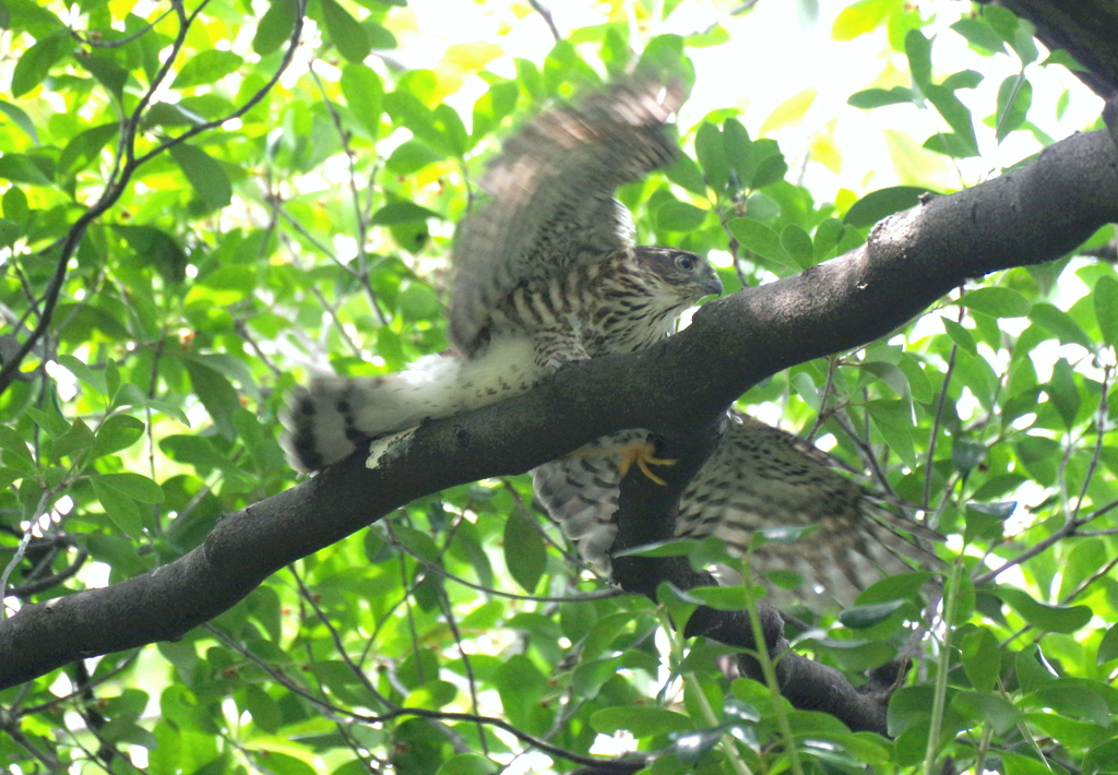 成長記録　７/１２　その２