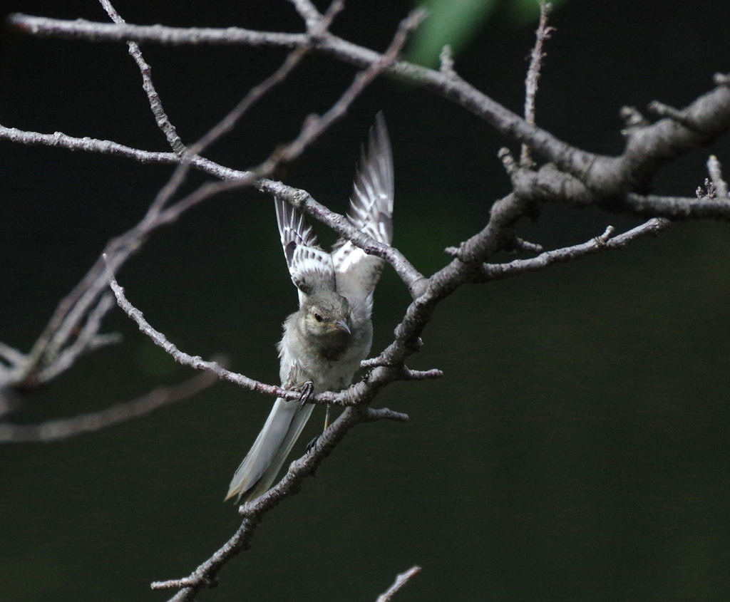 おっとっとっと・・・