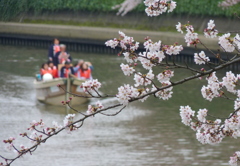 我が町の桜・・・
