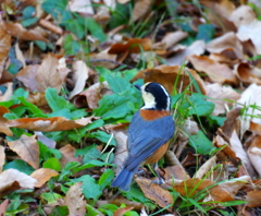 初散歩　初鳥　２