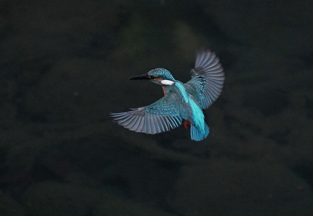 Kingfisher blue