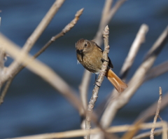 河川敷散歩　２