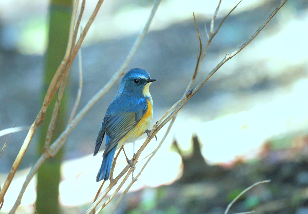 Nice to meet you＼(^_^)／