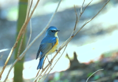 Nice to meet you＼(^_^)／