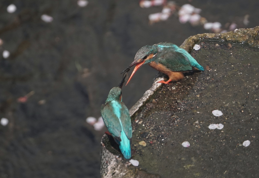 カワセミにも春が来た 　(2)