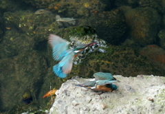 スルー　　(￣０￣;