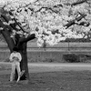 under the cherry blossoms