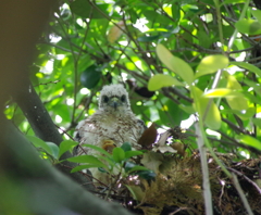成長記録　７/２　その２