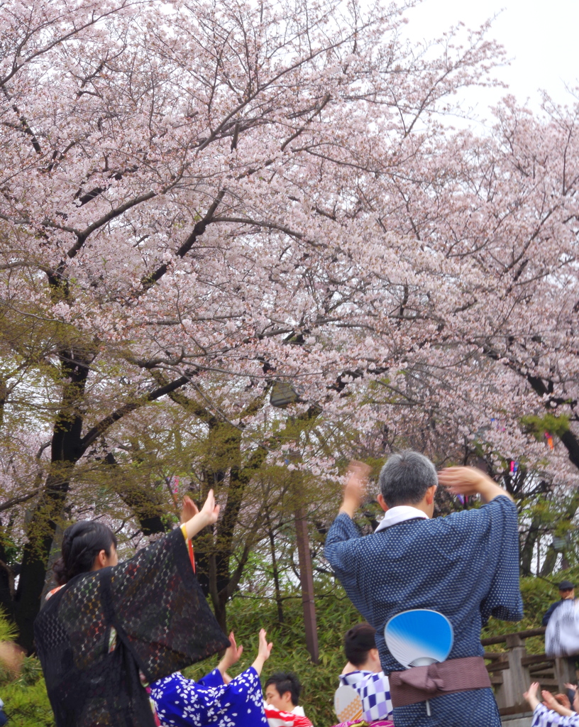 お花見（おとな）