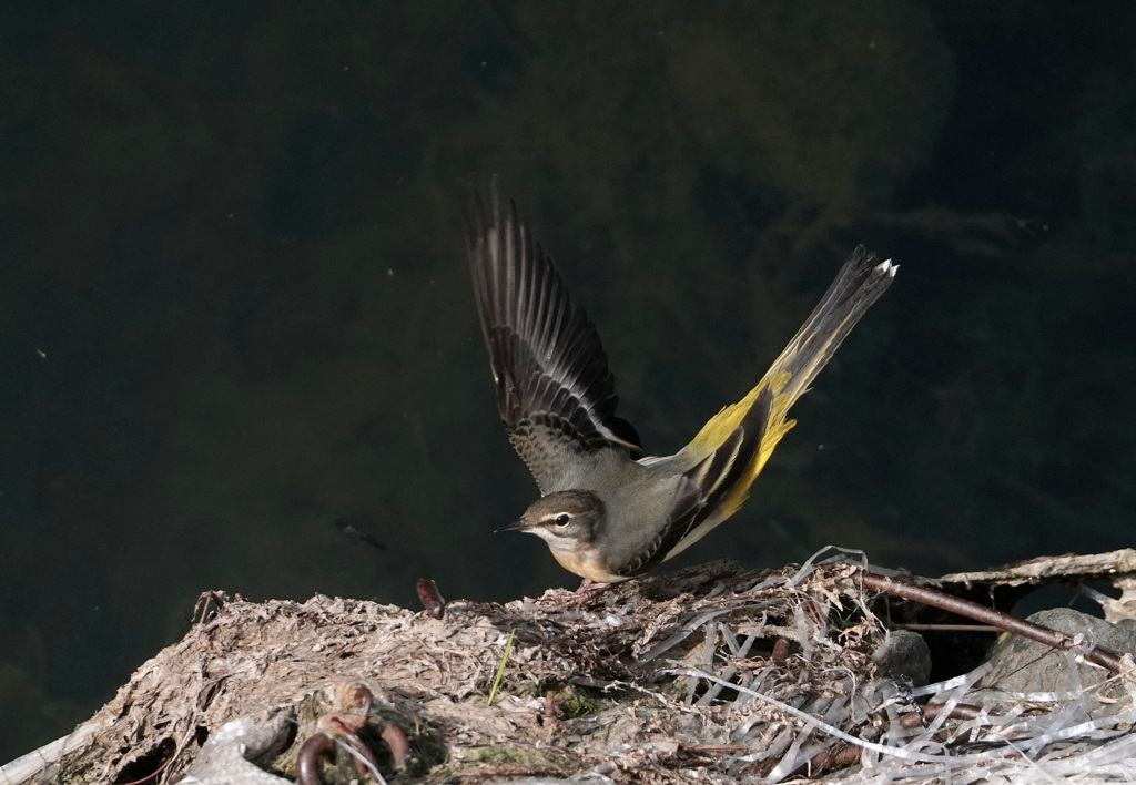 パフォーマンス　^_^