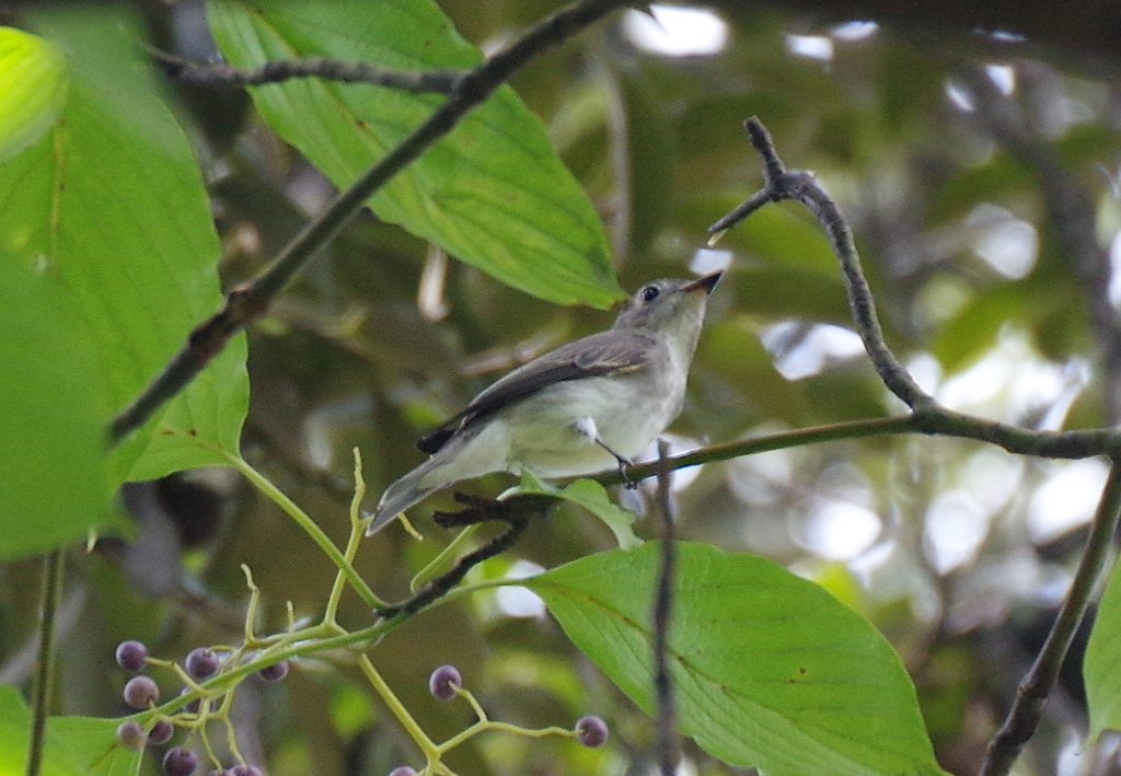 初見　初撮り　１