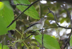 初見　初撮り　１