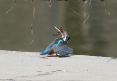 調理中 (*≧д≦) 調理中 (*≧д≦)