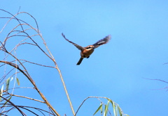 スクランブル発進