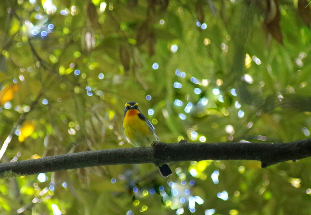 Nice to meet  you！