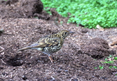 お兄ちゃん　お帰り！