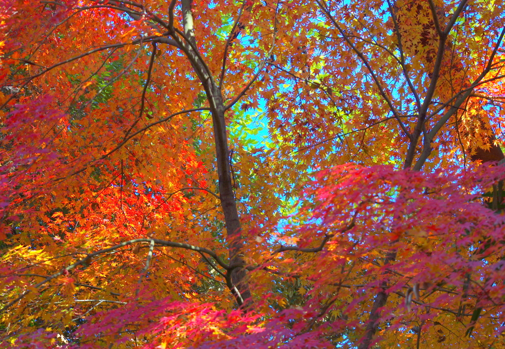 満天の紅葉