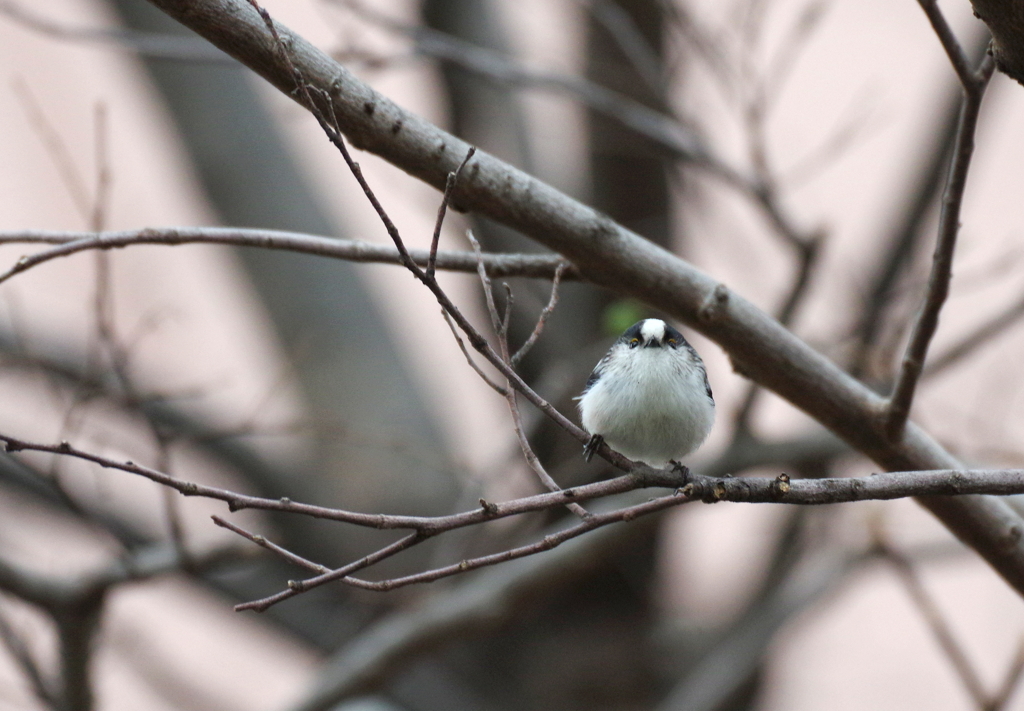 おむすび　チョロチョロ　！