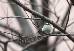 おむすび　チョロチョロ　！