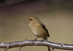 ピッ ピッ ピッ　！