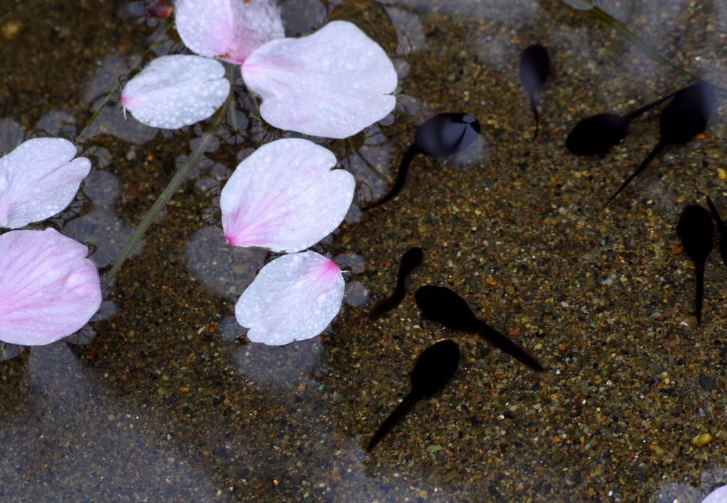 花散り　生出ずる