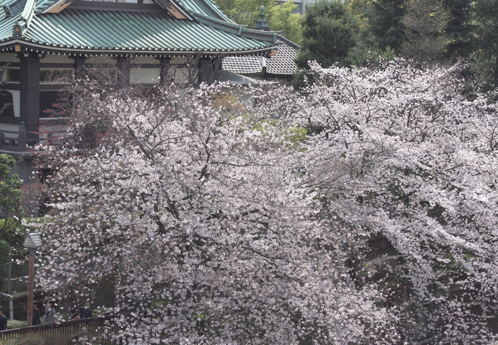 我が町の春