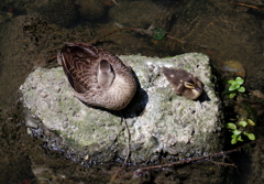 僕 つまんない ((T_T)) 僕 つまんない ((T_T))