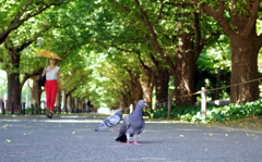 昼下がりの散歩