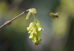 Honey collector