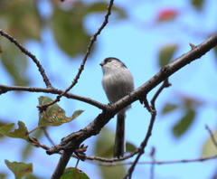キュートなエナッチ