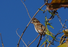 初見初撮り　４　m(_ _)m