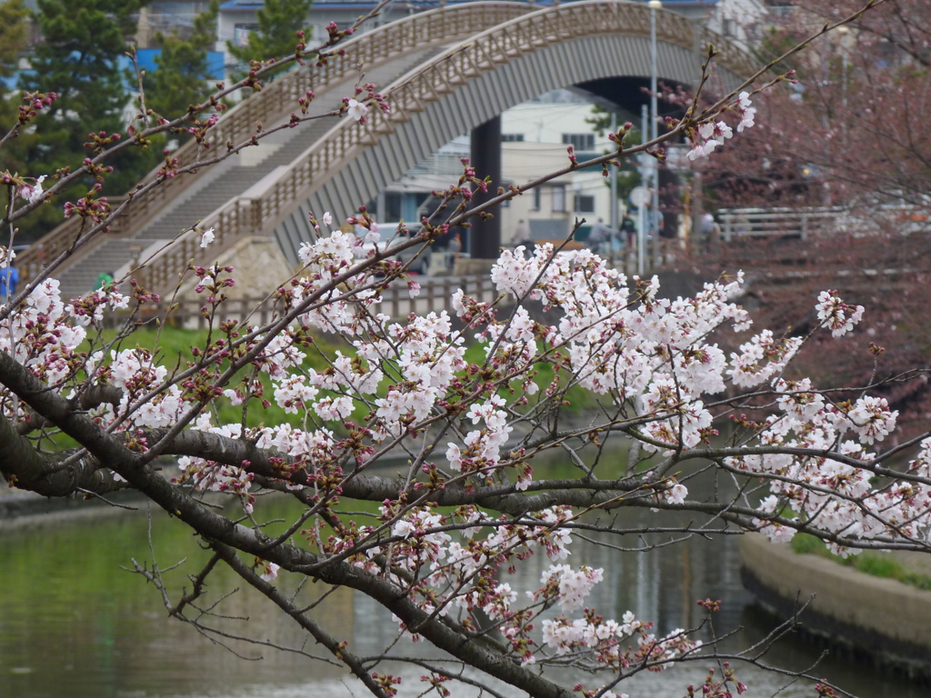 我が町の桜・・・