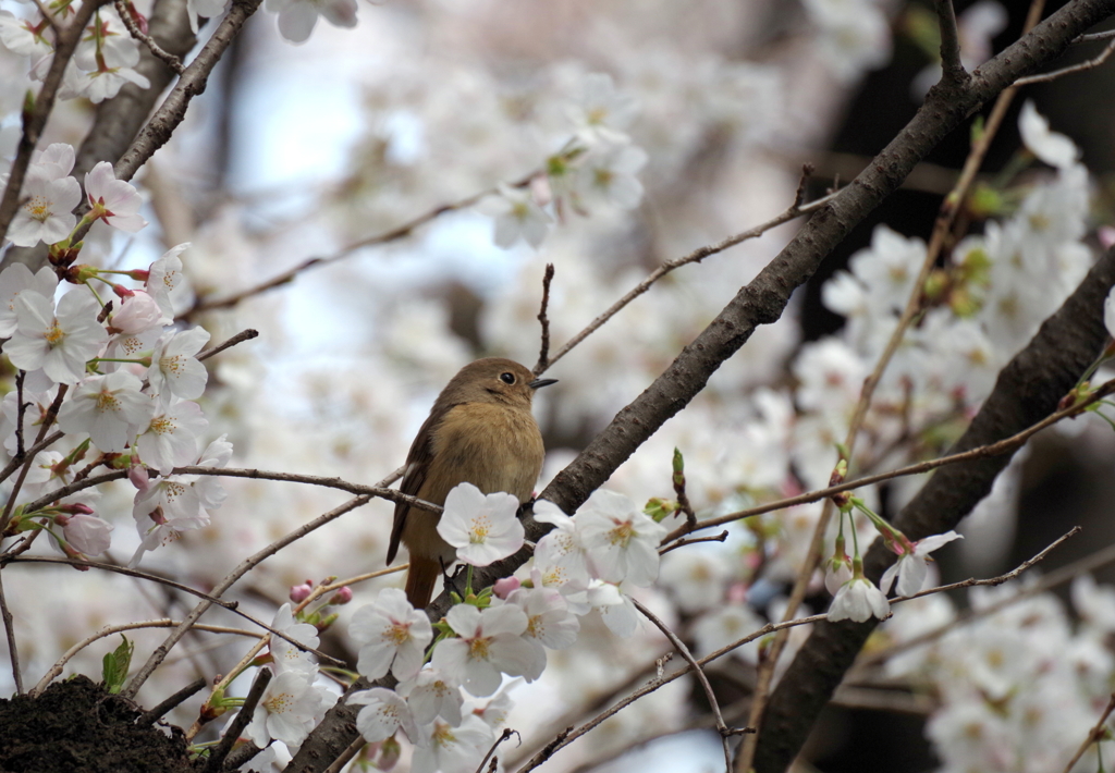 ジョビ姫桜　１