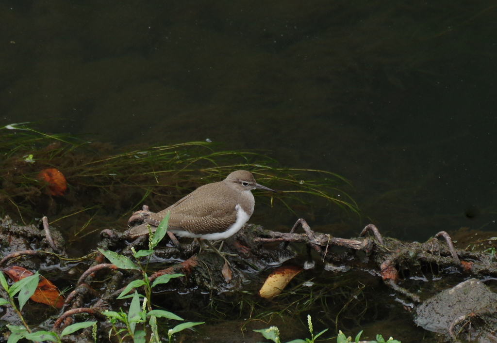 The shadow of  your   smile  1