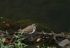 The shadow of  your   smile  1