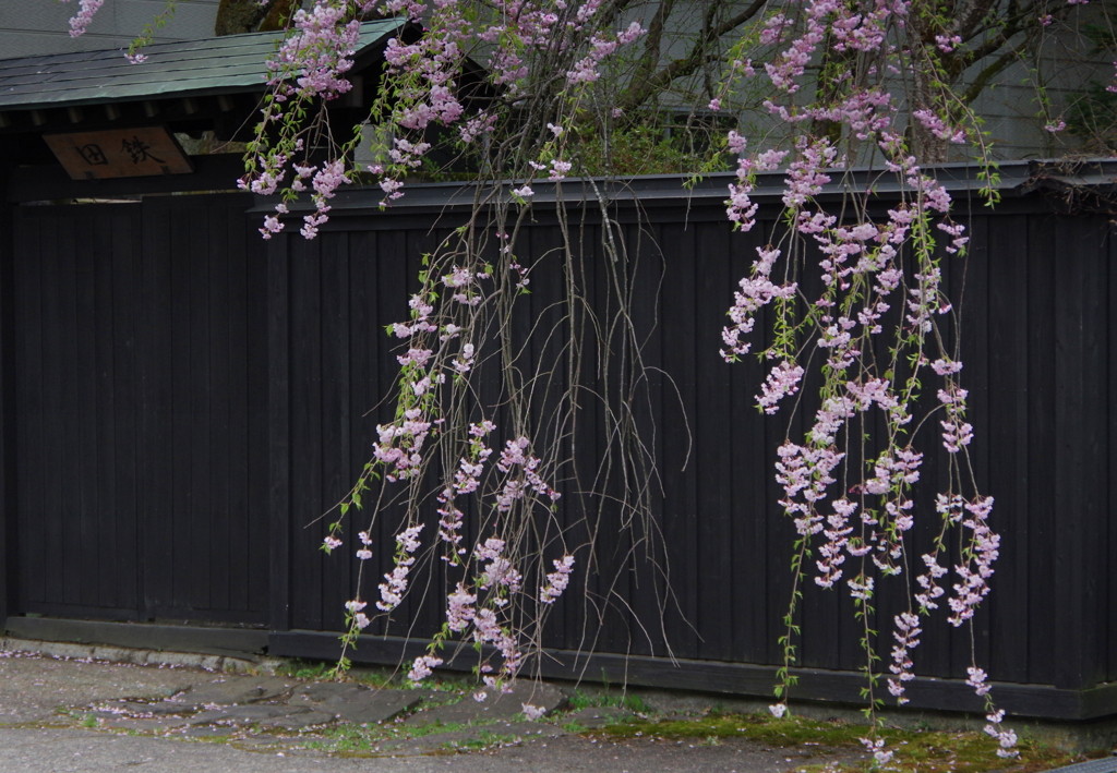 見越しの桜