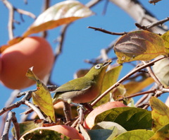 デザートはこれ　(*^^*)