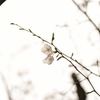 _DSC0466