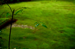 雨上がり。