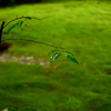 雨上がり。