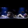 SEA BOX