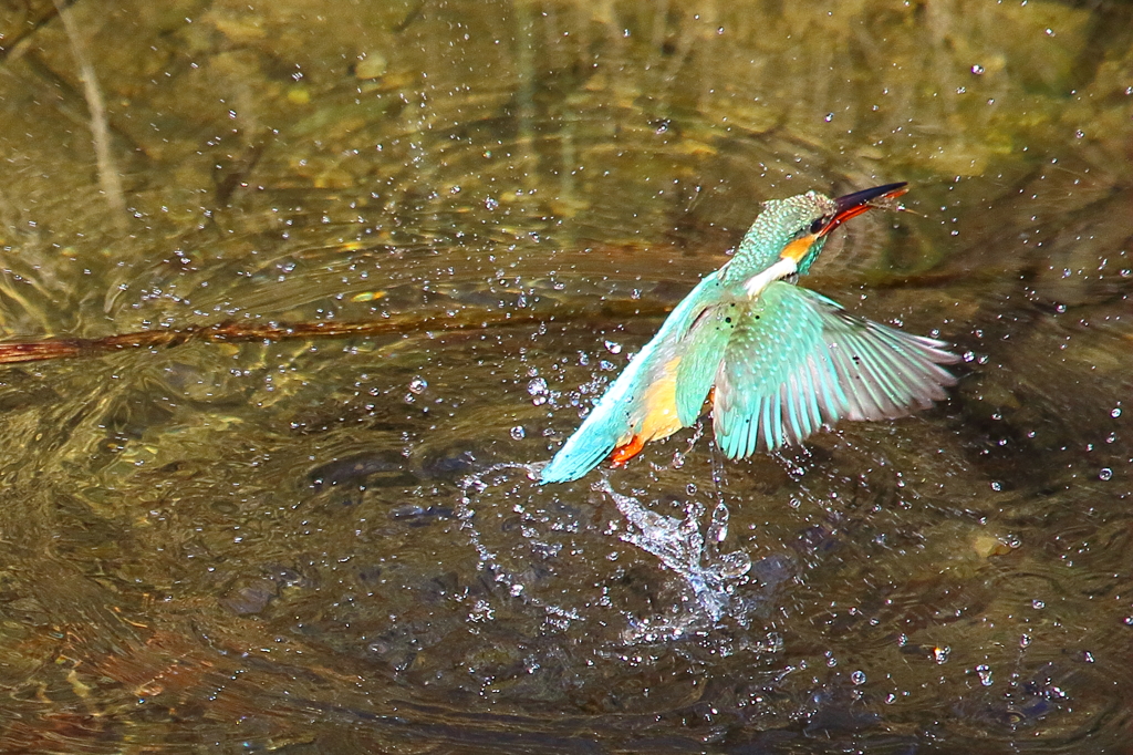 カワセミ