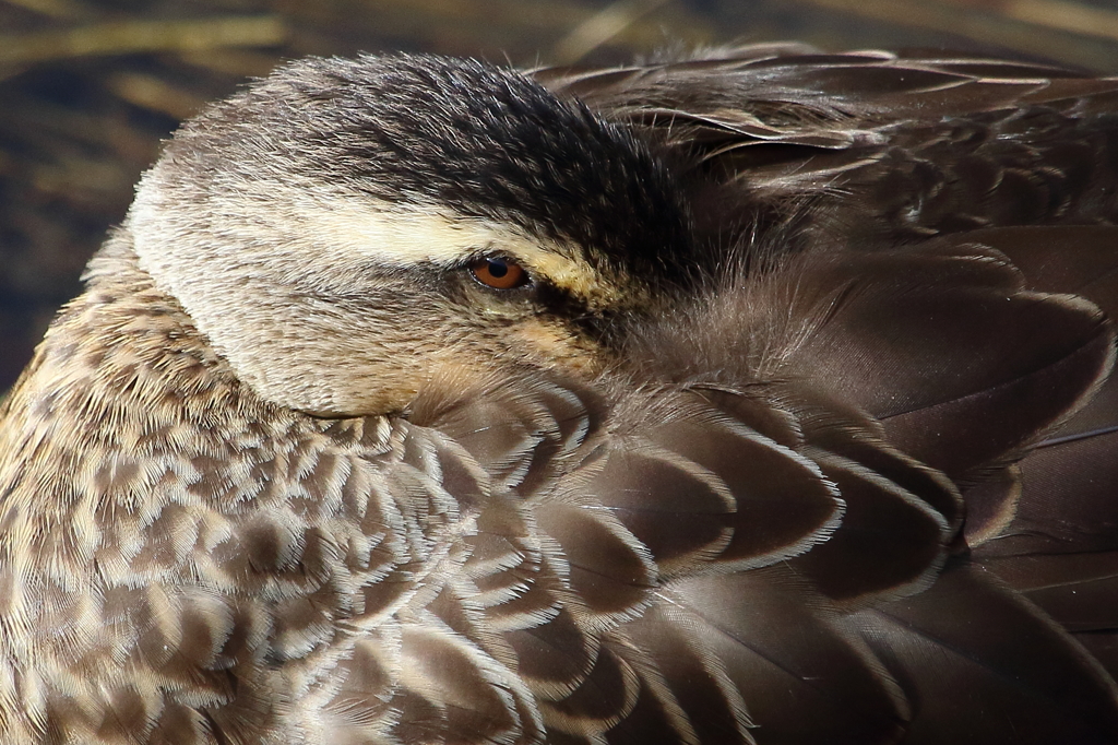 カモ