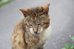 八幡坂の猫